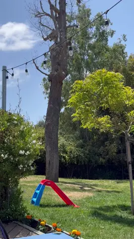 #religion #amen #tree #vistaca #spooky #jesus #chicano #ibelieve #stalker #backyardvibes #backyardgarden #tariffs 