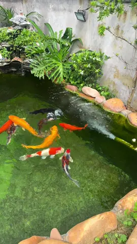 Thả tim nếu bạn cũng mê cá Koi như mình nhé … #c#cáKoi#k#koiFish#K#KoiLovers#K#KoiPond#KoiAddict #f#foryou#f#fyp#f#foryoupage#v#viral#trend #KoiPondDesign .