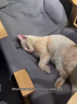 When you disturb a cat's beauty sleep...#cat #catsoftiktok #catlover #funny #funnyvideos #foryou #fypage #fypツ #funnycat #funnytiktok #cats#usa🇺🇸 