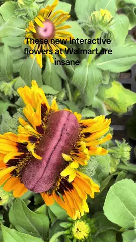 #sunflowers #walmart #fypシ #springtime 