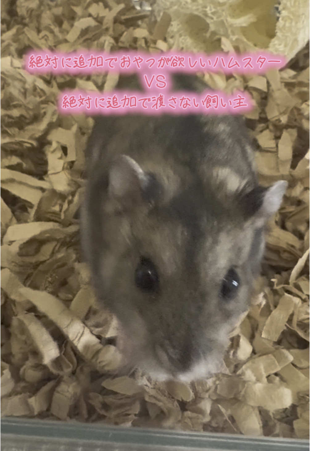 飼い主勝利🏅大優勝🏆 #ハムスターのいる生活 #🐹 #一人暮らし #アラサー 