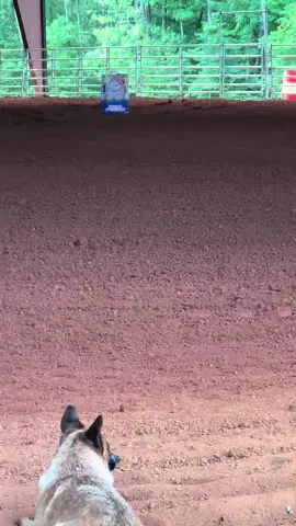 Played in the sand box today 💕🐴#barrelracing #blessingsonblessings #barrelhorse #kid #fyp 