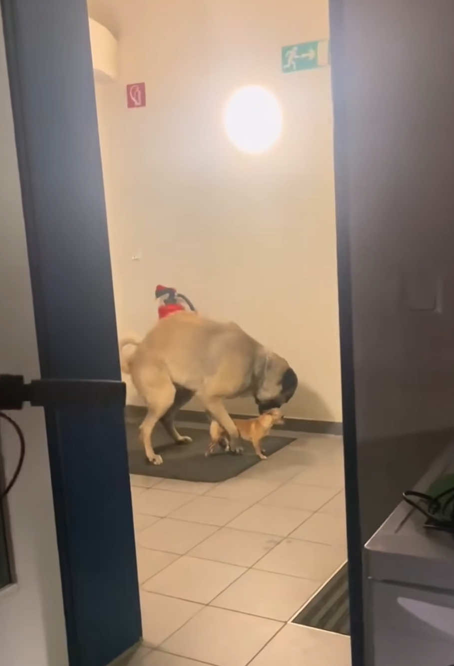 Big dog bullies small dog #funny #dog #Dogs #foryou #funnytiktok #funnyvideos #cute #dogsoftiktok #doglovers #funnydog #fyp 