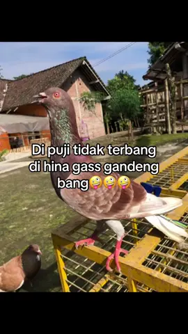 #fyp #fypage #foryou #merpatitinggian #merpatitinggianmagelang #merpatiindonesia #merpatitomprang #merpatilovers #ptgsquad #jpgarea 