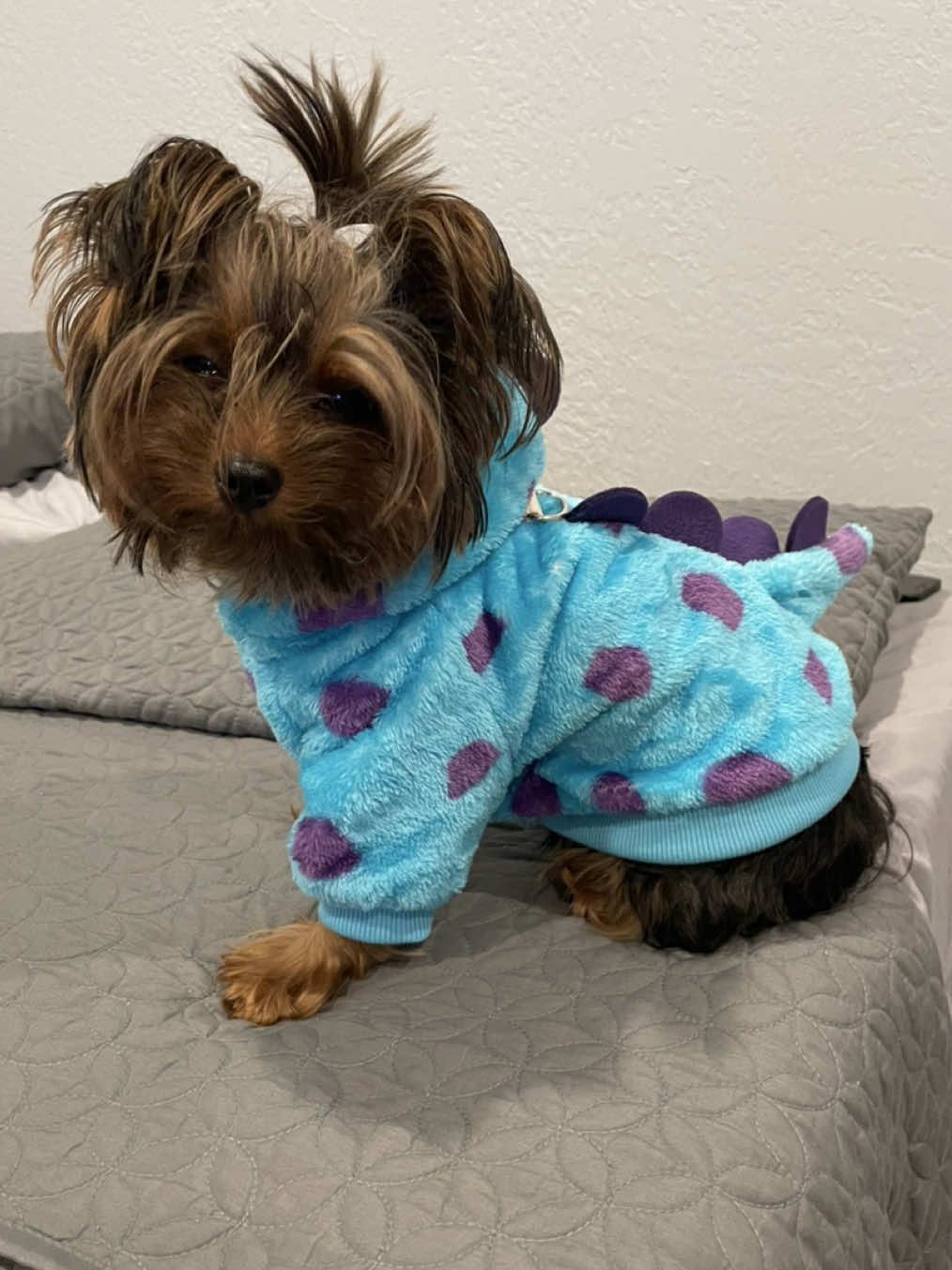 Mi lunita 🥹💖 #miami #yorkie #puppy #fyp #puppylove 