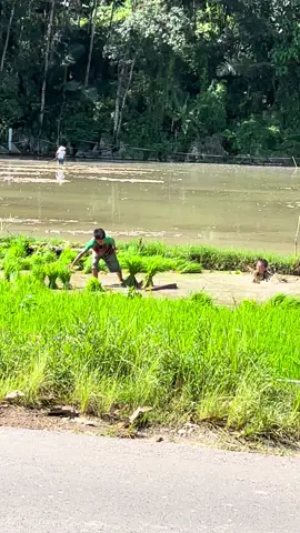 Jaman pada saat bolos disekolah hanya untuk pergi ke ladang bantu emak🥲