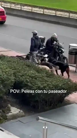 Dropping dogs leash to see reaction🤣🤣#dog #dogs #foryou #foryoupage #funny #fypツ #funnyvideos #funnyvideo #dogsoftiktok #doglover #funnydog #funnytiktok #funnyanimal 