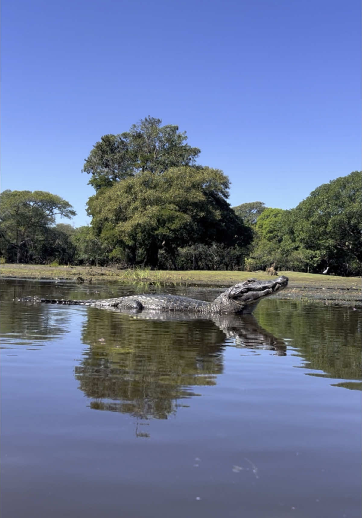 Jacaré do Pantanal / Caiman yacare #wildanimals #photography #pantanal #foryoupage 