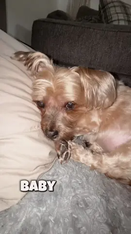 He’s literally like…For the love of God!! Get out of my face & let me sleep! #Cooper #MrCooper #cutedogs #cutedogsontiktok 