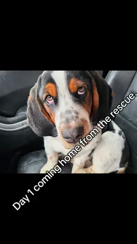 #Bassethound #puppy #rescue #fosterfail #lovinglife 