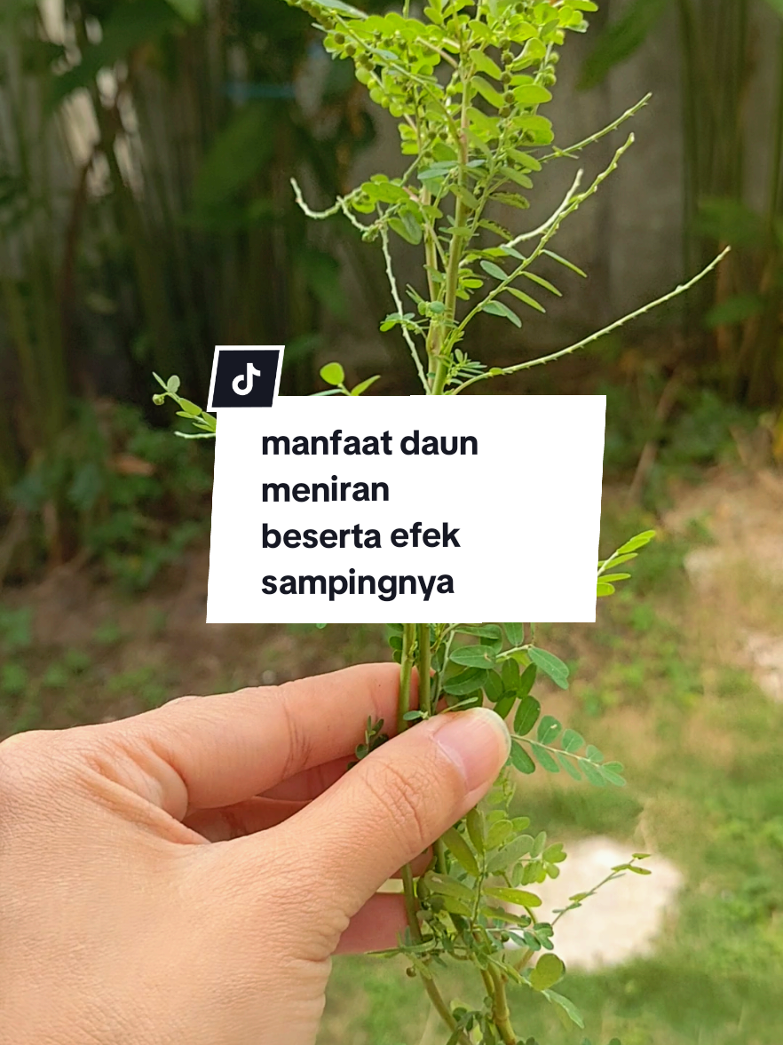 Kata siapa Meniran hijau, atau Phyllanthus niruri cuma sekedar gulma?  Dia memiliki banyak manfaat bagi kesehatan, antara lain : meningkatkan daya tahan tubuh, membantu mengobati hepatitis B, menurunkan kadar gula darah, serta mengatasi berbagai masalah seperti hipertensi, nyeri, dan peradangan, membantu mengatasi infeksi saluran kemih, batu ginjal, dan bahkan masalah pencernaan.  Jika berlebihan, efek samping yang mungkin terjadi : Penurunan tekanan darah, Penurunan kadar gula darah, Reaksi alergi, Efek diuretik, Keguguran pada bumil, Disfungsi ereksi dan gagal ginjal Bijaklah menggunakan obat, walaupun itu herbal sekalipun ya... #herbal #meniran #tanamanliar 