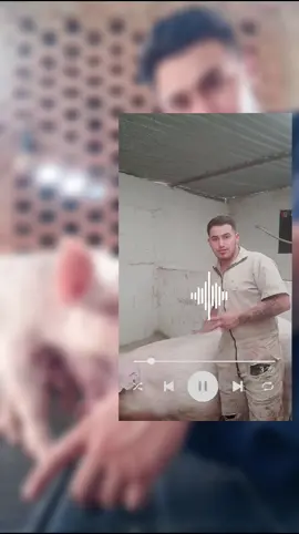 ##trabajando #Viral #pasion #zootecnia #produccion #soyporcicultor #porcicultura 