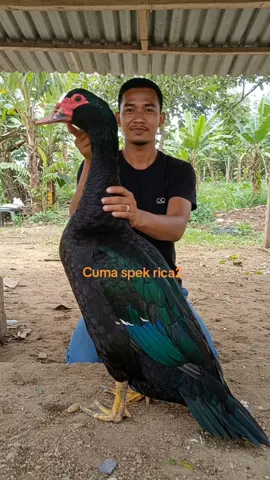 spek rica2,,,,,