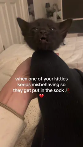 i swear i love my kids don’t send cps 🙏🏻🙏🏻❤️ #kitty #cat #betrayal #fyp #funny 