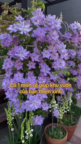 Tạo dáng ôm trụ cho hoa leo, (hoặc ko leo thì có thể dùng kẹp cố định nhánh cây theo khung) cần dùng đến khung vòm nha❤️ #sanvuondep #hoadep #khungvomchohoaleo 