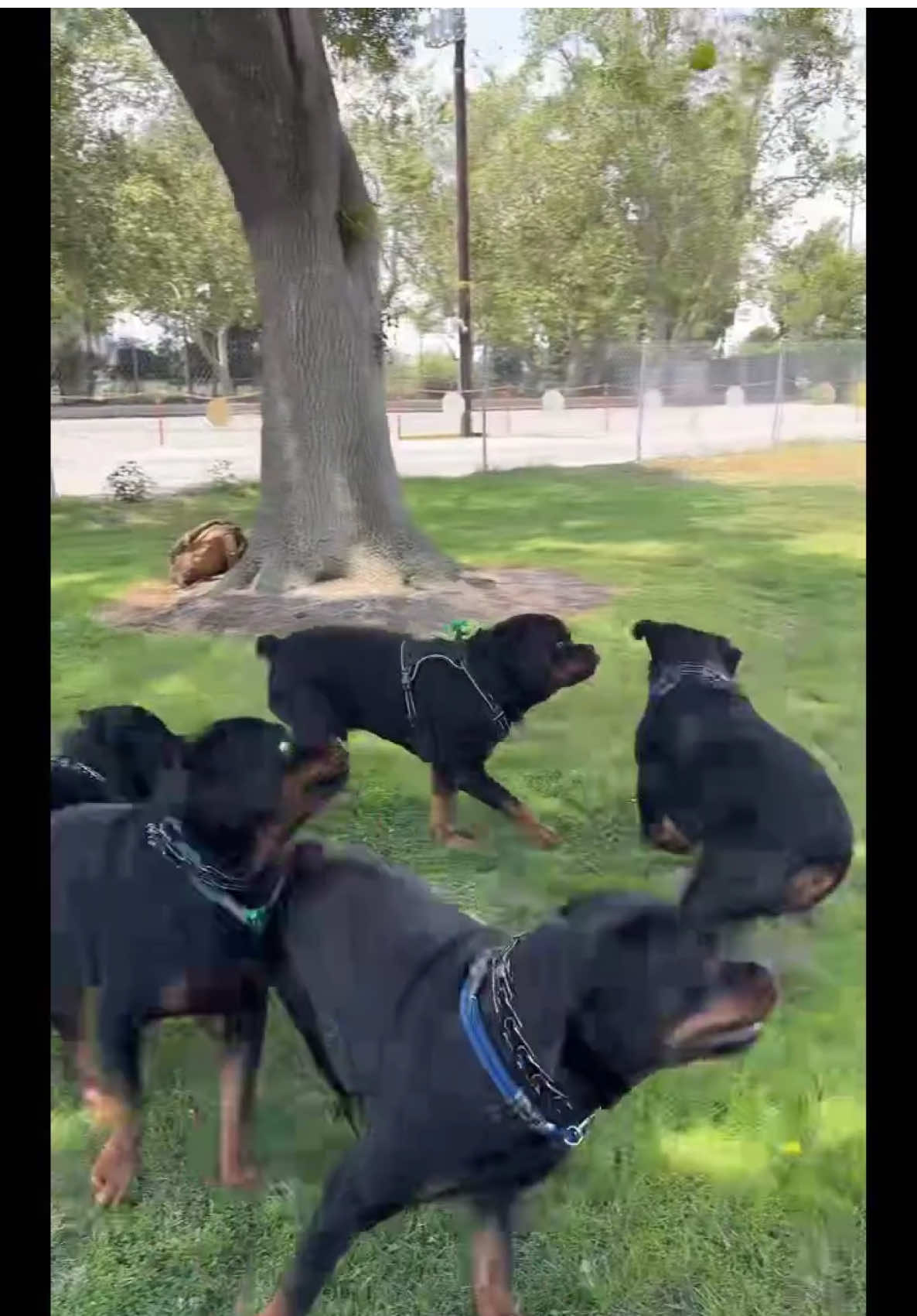 It’s the simple things in life with the 5 Rs that are priceless!🐶🐶🐶🐶🐶💯#fyp #influencer #dc #rottweilerlovers #rottweilerontiktok #fypシ #rottweilers #georgia #california #foryourpage #rottweiler #dog #fypage 