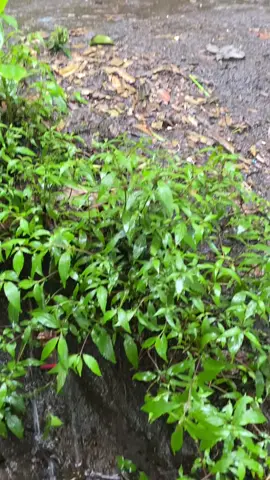 Candu bgt tempat nya  #gunungslamet #pos1 #4u #foryou #gunungselamet3428mdpl #slametviapermadiguci #hutan #atapjawatenngah 