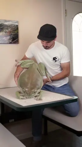 World Biggest Frog! #fyp #LearnOnTikTok #viral #video #foryou #new #amazing #fact #facocean #factflare #interesting #information  #viralvideo #foryoupage 