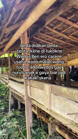 Berat” #peternakmuda #peternak #peternakkambing #kambingjawa #fyp #4u #foryou 