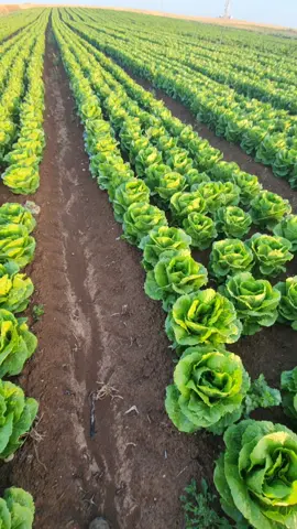 #วัยรุ่นป่าผัก🇮🇱 