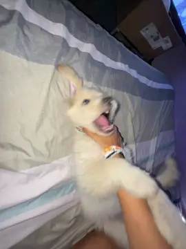 😅#pequeñodemonio #homerosimpson #perrostraviesos #videoviral #fypppppppppppppp 