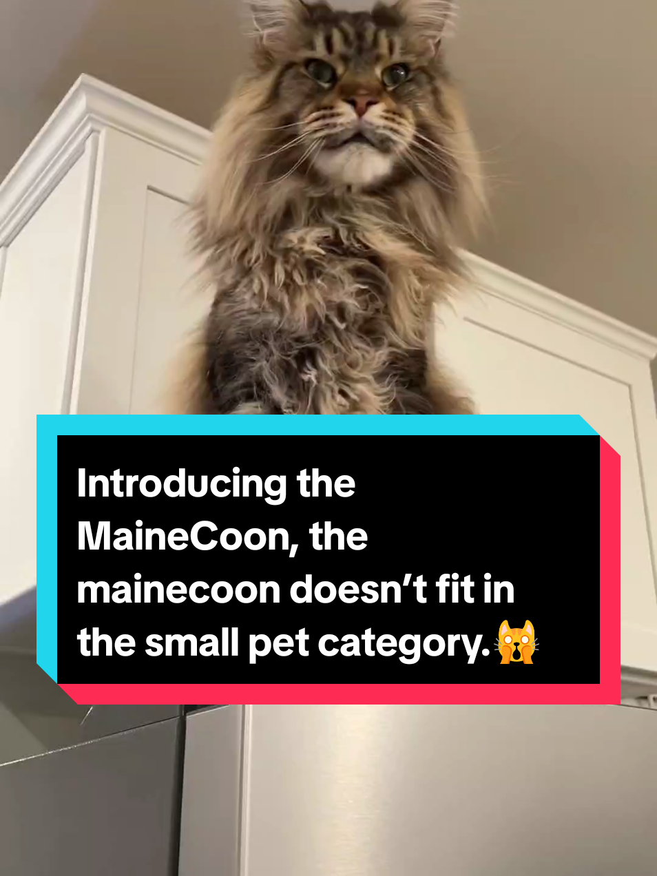Introducing the MaineCoon, the mainecoon doesn’t fit in the small pet category.🙀 #cutecatsoftiktok #catsoftiktok #funnycatsoftiktok #mainecoon #mainecoonsoftiktok #animalsoftiktok #animalsworld #PetsOfTikTok 