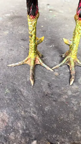 dưới ngon vô cùng 30/100