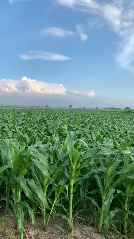 32 hst #petaniindonesia🇮🇩🇮🇩🇮🇩🌿🌿 #petanimuda #petanigenz #fyp #petanijagung🌽 #jagungbalap🌽 