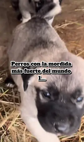#perros #mordedura #canecorso #kangal #presacanario#dogoargentino#