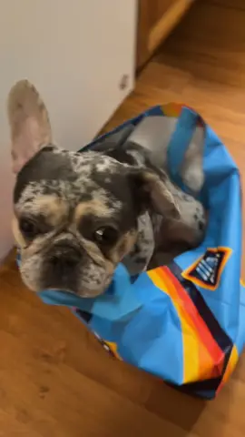 Is @ALDI USA pet friendly? I think Dozer wants to go 🤣