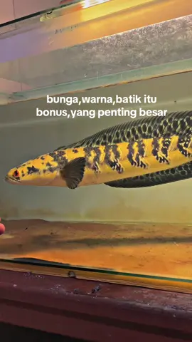 bonus😇 #maruliodesloverindonesia #channaindonesia #yellowsentarum 