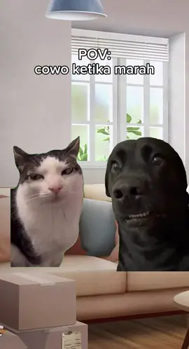 bisa gitu ya bjir😹 #povkucing #povmeme #pov #storykucinglucu #memekucingofficial #memekucinglucu #memekucing #meme 