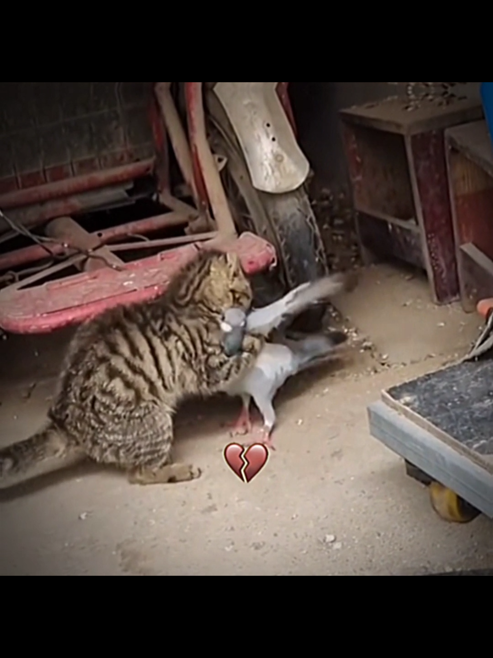#CapCut #pigeon #cat #meme #funny