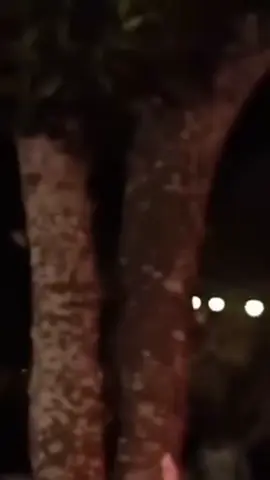 #menolaklupa  #menolakpunah 