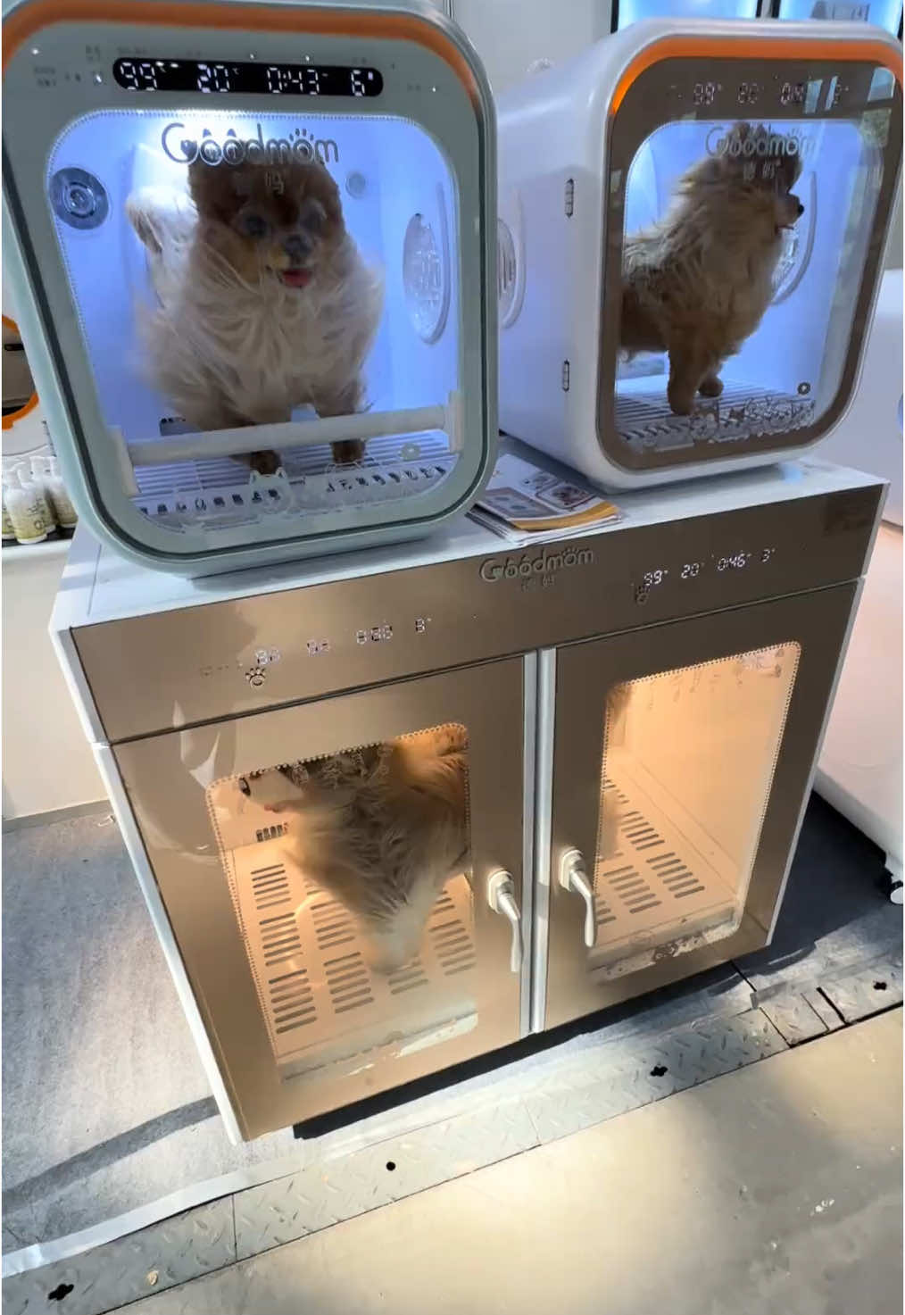 Automatic Pet Dryer Box testing🤣🤣🤣 #pet #fun #fyp 