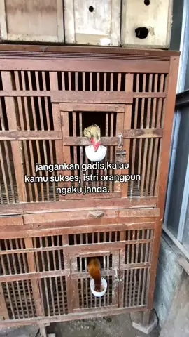 kamu memberi kamu dihormati. #fyppppppppppppppppppppppp #ayambangkoksuper #ayambangkoksuper #peternakindonesia #ayambangkokindonesia #ayammangon #ayammangon #ayampama #ayampakhoy #ciungwanarafarm 