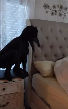 #blackbird #scared #prank #scary #sleeping #tired #notfunny #wife #girlfriend #resting #wtf #really #omg #wow #epic #amazing #❤️❤️❤️ #❤️❤️ #❤️ #👍👍👍 #👍👍 #👍 #🙏🙏🙏 #🙏🙏 #🙏 ##😂😂😂 #😂😂 #😂 #😁😁😁 #😁😁 #😁 #😭😭😭 #😭😭 #😭 #🤣🤣🤣 #🤣🤣 #🤣 #🤬 #🤦‍♂️ #why #pendeja #carajo #whitepeople 