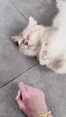 Da Nang vlog 5 #Vlog #thatgirl #wonyoungism #danang #07 #브이로그 #여행 #fyp #cute #shoujo