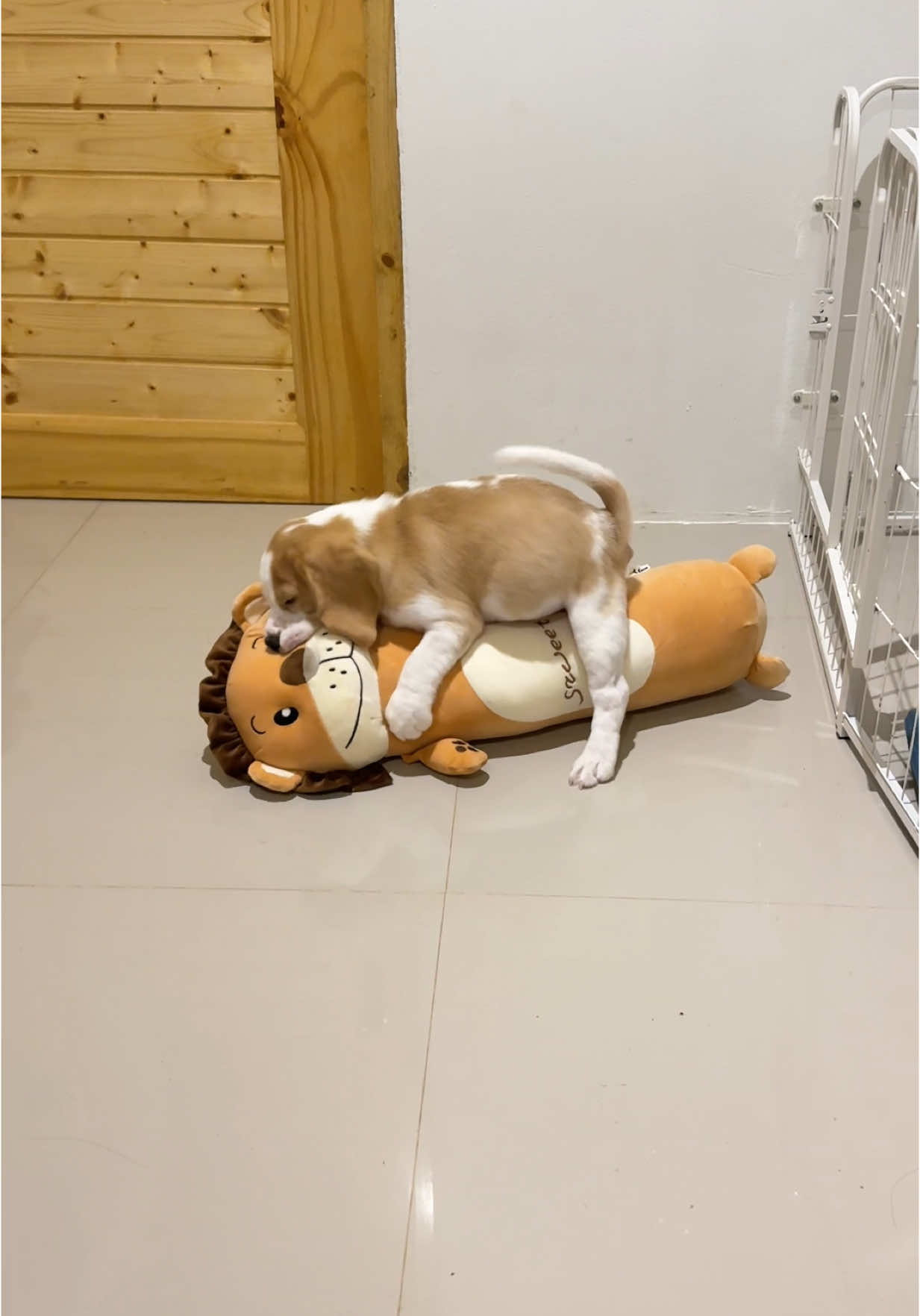 พี่สิงห์อดทนนะลูกน้องอ้นกำลังฝึกวิชา🤣🐶🦁 #ชาบูหมูทะทองอ้น #ชาบูหมูทะสตอรี่ #ทาสหมา #บีเกิ้ล #beagle #dog #สัตว์เลี้ยงtiktok #สัตว์เลี้ยงน่ารัก #สวนสัตว์tiktok #beaglepuppy #บีเกิ้ลบ้านม้าหมุน 
