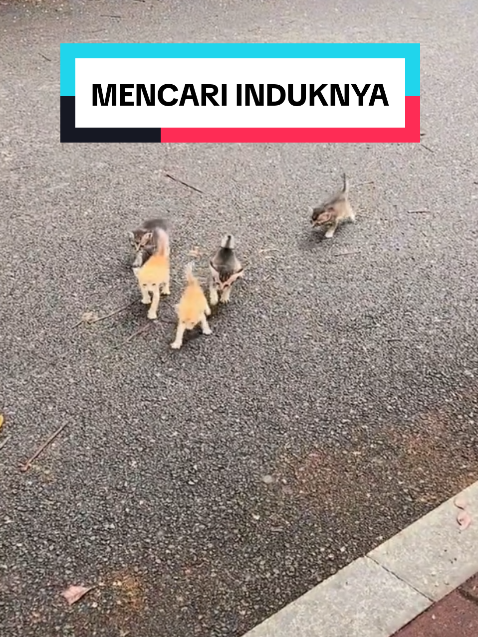 Berkelana Hanya Ingin Mencari Induknya  #cat #catlover #kucing #anakkucing #anakkucingjalanan 