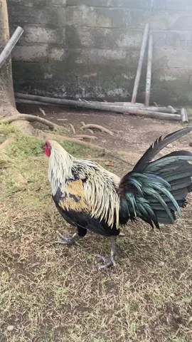 #komentator #peternakmuda #ayamkampung #xybca #fypシ゚ 