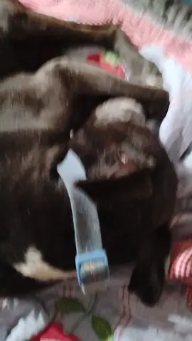 #fyp #furgoblin