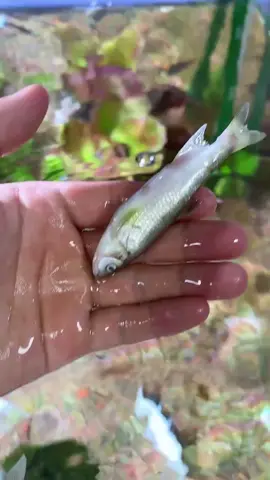 Xanh Methylene Blue Yee #xanhmethylen #methyleneblue #phukienthuysinh #cacanh #thuysinh 