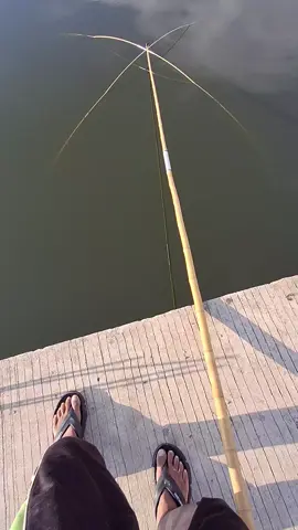 minggu nyepot kawan 🐟 #ancoikan #ikannila#fypシ゚ 