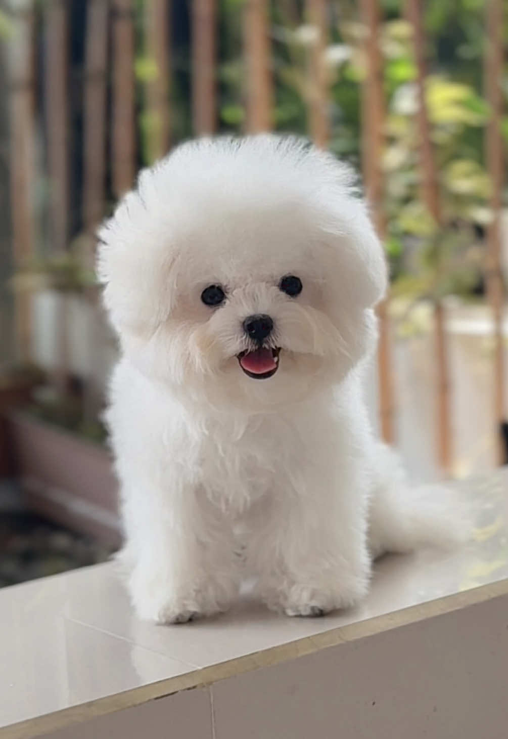 Kalau hari kamu berat, liat dulu anjing Bichon ini 🐻‍❄️  Gemasnya bisa ngilangin stress 😭🩷 #obatstress #penghilangstress #anjingbichon  