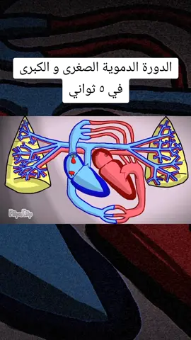 #قلب  #طب  #صحة #شريان  #طلاب  #فسيولوجي  #دراسة  #infoburst #medicine  #medicalstudent #medical  #heart #lungs #artery #veins #blood #cardio #respiratory #atrium  #fyp #studytok #studywithme #study  #creatorsearchinsights 