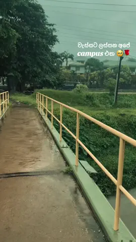 🥹🌼#viral #srilanka #2025 #uni #cinec #student #CapCut #examstress #rain @CINEC CAMPUS 