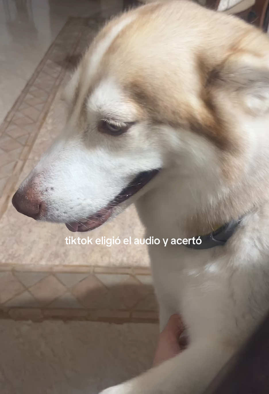 te amo kiut 