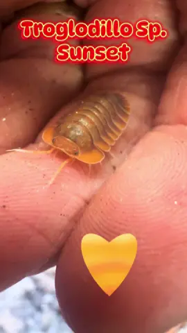Troglodillo is a less common genus in the isopod hobby that contains some wonderful hidden gems.like this T. Sunset! They display a range of orange hues that transition with a nice ombré effect. This is a beginner friendly isopod that isn’t overly demanding or sensitive. They establish and reproduce readily with good care. #isopodfactory #shopisopods #isopodsoftiktok #bioactive #cleanupcrew #rolypoly #pillbug #terrarium #terrarium #isopods #invert #invertabrates #troglodillo #troglodillosp #troglodillospsunset #sunsetisopod 