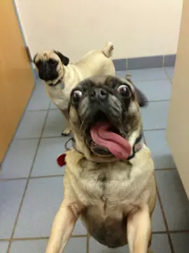 pug. #dog #pug #мопс 